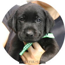 グリーンCK(NORBLE 男の子)